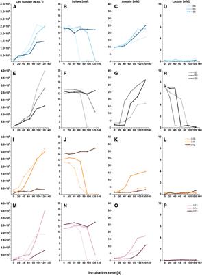 Sulfate reduction and homoacetogenesis at various hypersaline conditions: Implications for H2 underground gas storage